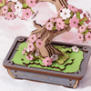 Sakura Bonsai – 3D puzzle Robotime, dřevěná dekorace s motivem japonské třešně